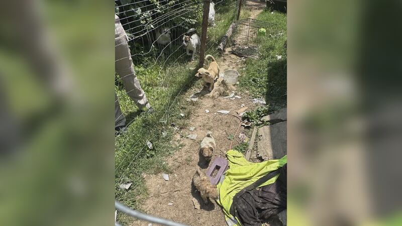 Varios animales fueron rescatados de una casa del condado de Greene por la Sociedad Protectora...
