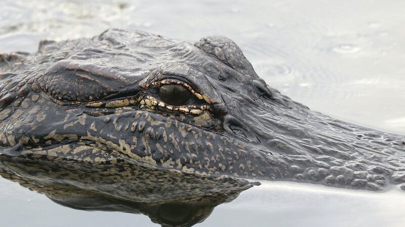 Se encontró un pequeño caimán en un lago de Paragould, y ahora las autoridades están tratando...