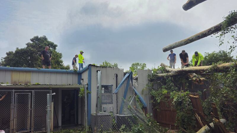 Grandes árboles cayeron sobre el techo y perforaron el techo en la mitad delantera del edificio.