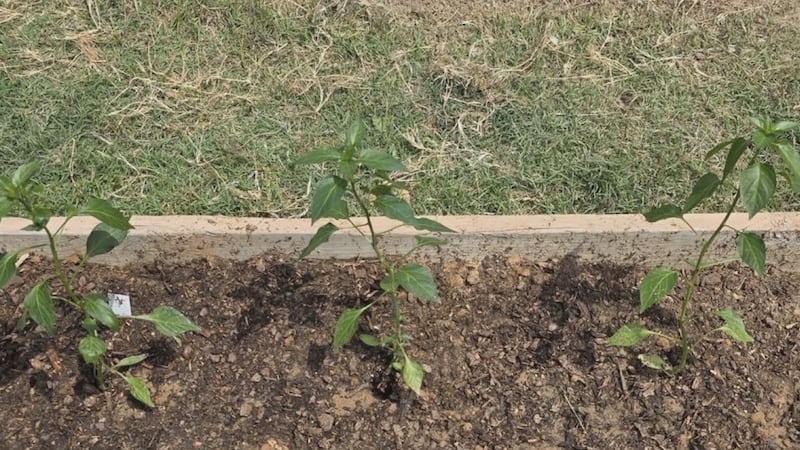 Huerto comunitario de Paragould ofrece frutas y verduras gratis ante el alza en los precios de...