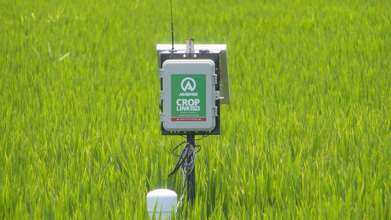 New technology is helping rice farmers in Region 8.